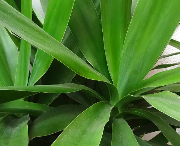 Close-up photo showing the green leaves of a vigorous yucca houseplant growing indoors.  The Latin name for this plant is: Yucca elephantipes.