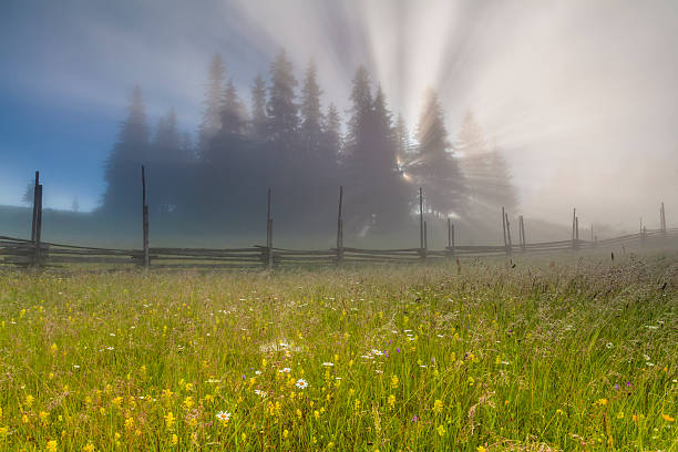 istock Beautiful landscape with mountain and trees 536879247