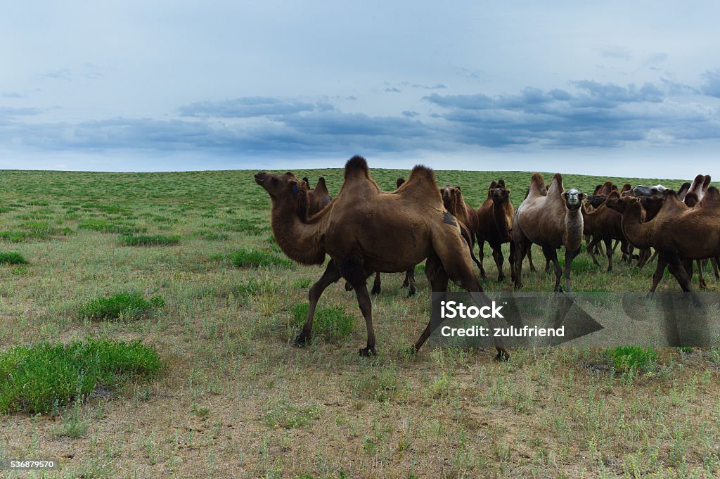 Bactrian Camels in the Gobi Desert A herd of Bactrian Camels roam the Gobi Desert in Mongolia. Film and grain simulation on processing. Animal Stock Photo