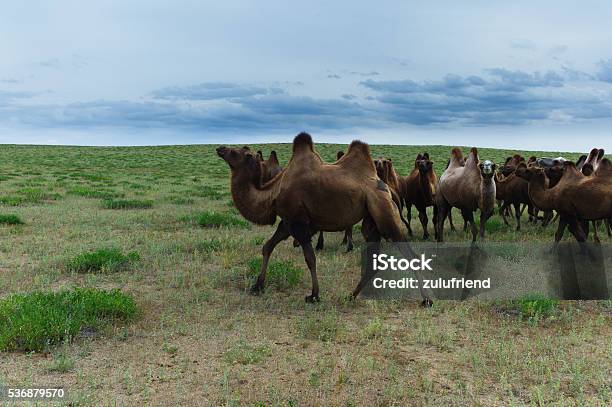 Bactrian Camels In The Gobi Desert Stock Photo - Download Image Now - Animal, Asia, Bactrian Camel