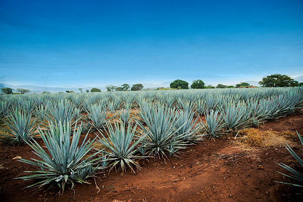 Agave tequila landscape to Guadalajara, Jalisco, Mexico. stock photo