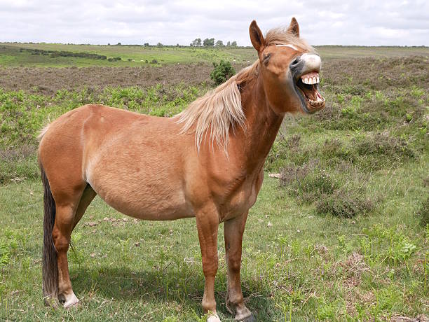 The funny grinning horse on the background of nature landscape of Iceland