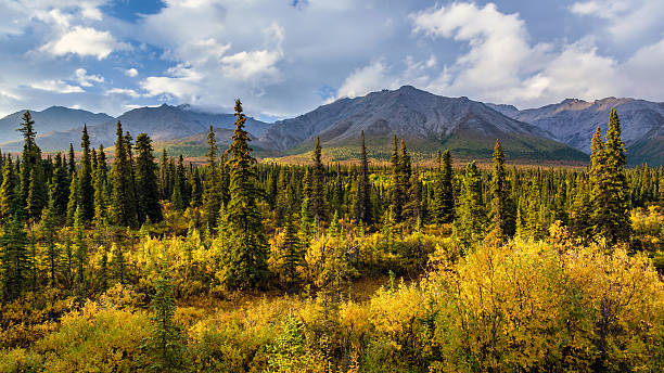 istock Colorful sub-alpine spruce and alder forest with mountains 536887952