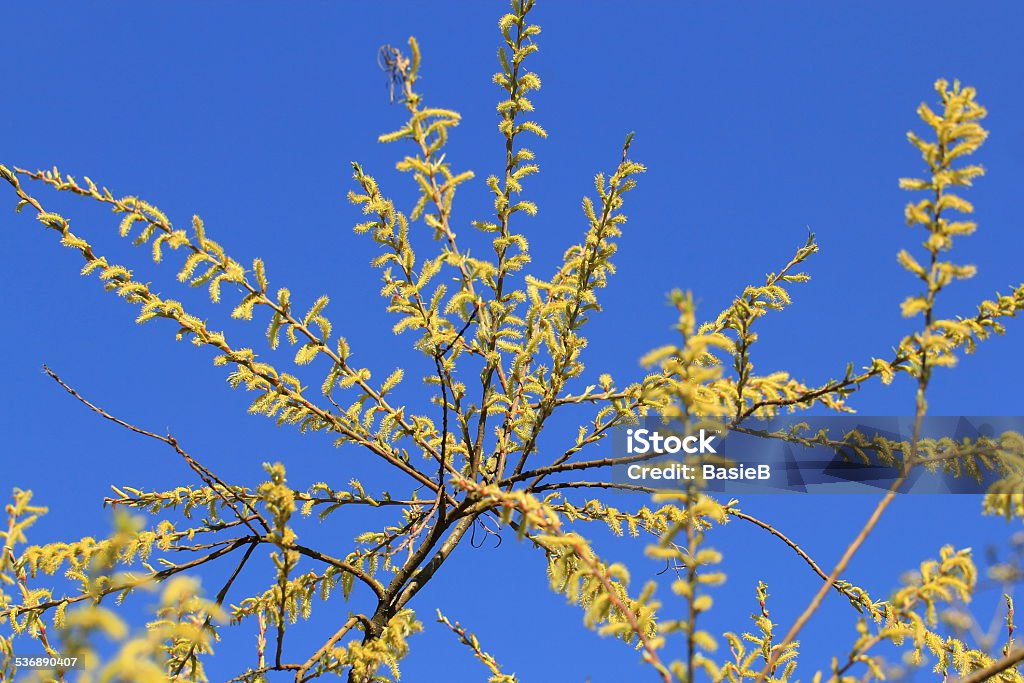 Willow catkin - Lizenzfrei 2015 Stock-Foto