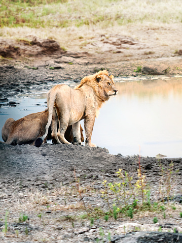 Two young lions at the watering hole.