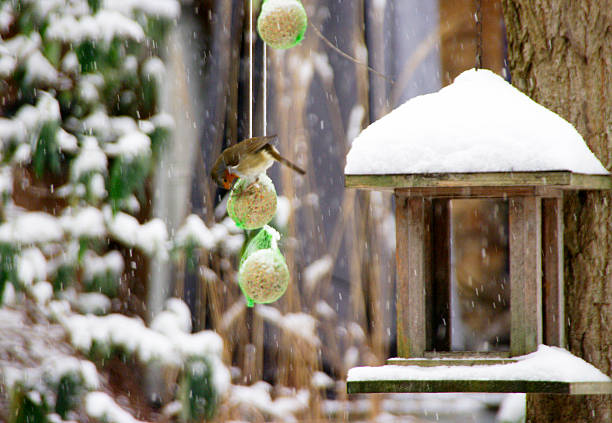 Robin eating bird in the winter garden