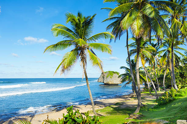 bathsheba beach, à la barbade - barbados photos et images de collection