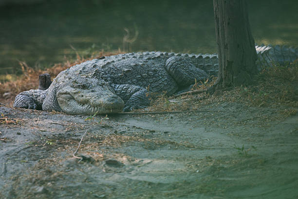 Front view of one crocodile sitting on the ground
