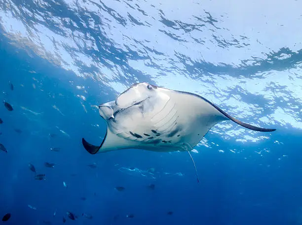 Large Manta Ray swimming in clear blue water