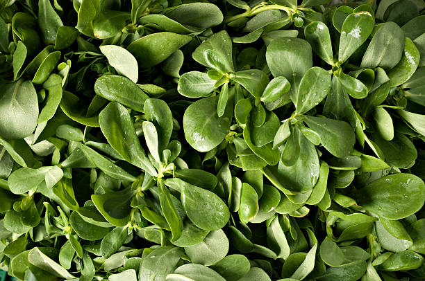 purslane background stock photo