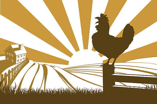 ilustraciones, imágenes clip art, dibujos animados e iconos de stock de rooster pollo silueta kikirikí - rolling landscape illustrations