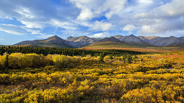 istock Colorful sub-alpine foliage with mountains 536893258