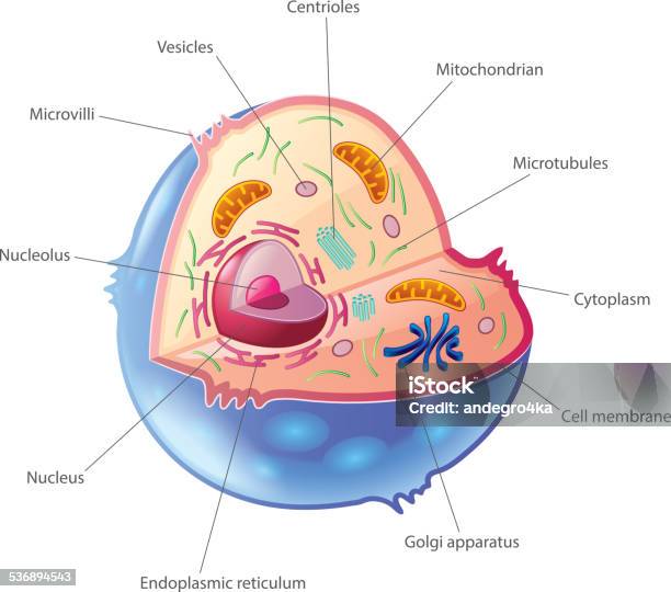 Animal Cell Isolated On White Vector Stock Illustration - Download Image  Now - Biological Cell, Animal, Eukaryote - iStock
