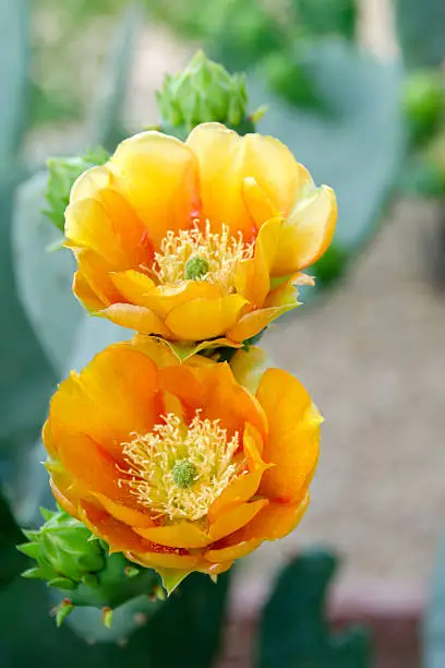 Photo of Prickly Pear Blooms
