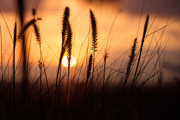 istock Grasses Silhouetted Against the Sunset 536894979