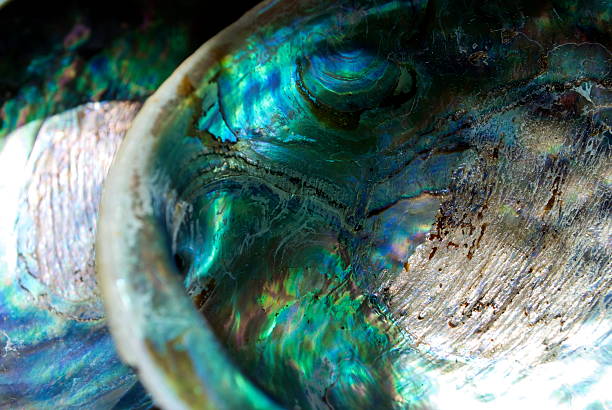 istock Close Up of Paua Shell (New Zealand Abalone) 536895097
