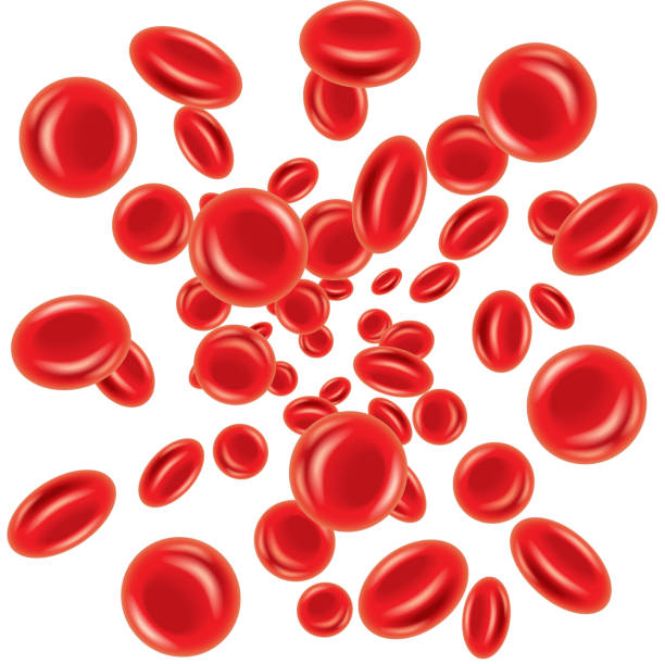 Bекторная иллюстрация Клетки крови, изолированные на белом ВЕКТОР