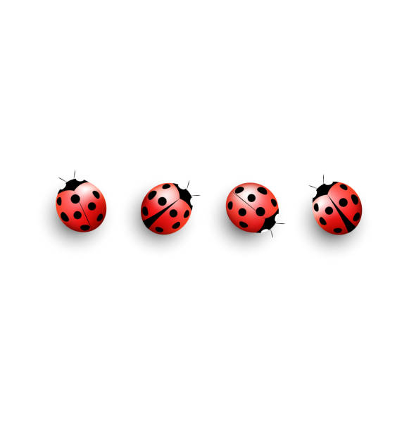 vier weibliche insekten, isoliert auf weiss - ladybug stock-grafiken, -clipart, -cartoons und -symbole