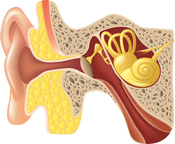 Ear anatomy isolated on white vector Ear anatomy isolated on white photo-realistic vector illustration ears white background stock illustrations