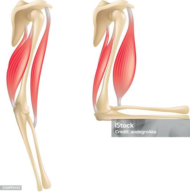 Coude Joint Anatomie Isolé Sur Fond Blanc Illustration Vecteurs libres de droits et plus d'images vectorielles de Biceps