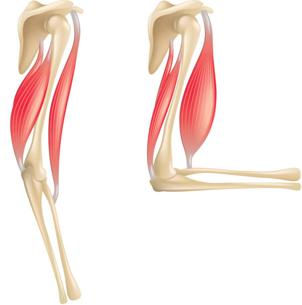 illustrazioni stock, clip art, cartoni animati e icone di tendenza di gomiti anatomia isolato su bianco vettoriale - human muscle human arm bicep muscular build