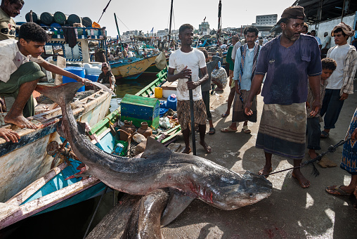 Al Hudaydah, Yemen - May 12, 2007: Unidentified fishermen carry a dead shark in the famous fish market of the city.