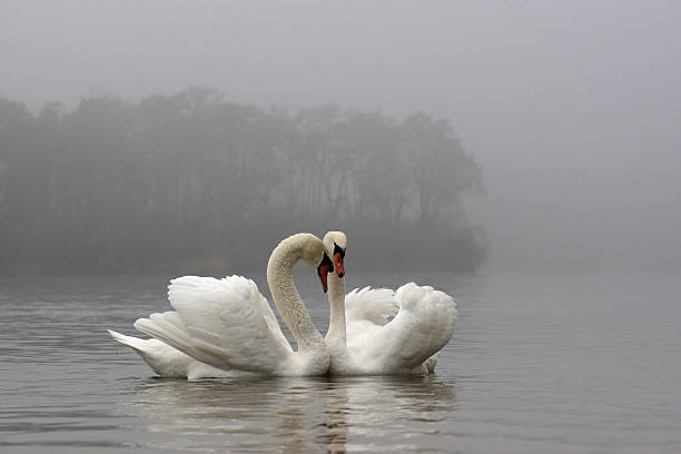 Pair of Mute Swans on a Wintery Lake in Bavaria A pair of mute swans swimming together, in romantic entanglement, on a foggy, wintery lake in Bavaria. ingolstadt photos stock pictures, royalty-free photos & images