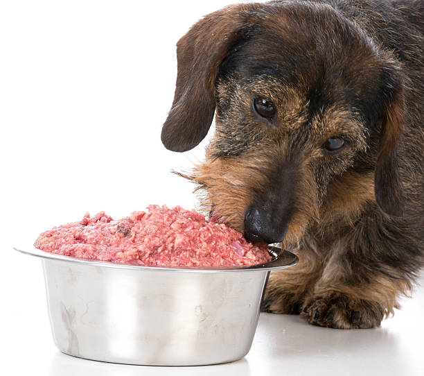 istock feeding the dog raw food 536899436