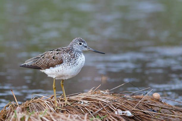 istock Greenshank sits on edge of pond 536900314