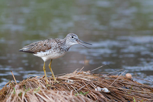 istock Greenshank sits on edge of pond 536900890