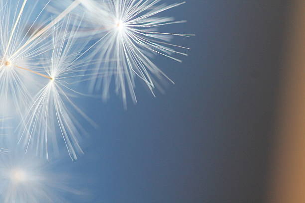 istock fluffy white dandelion on a blue background 536901788