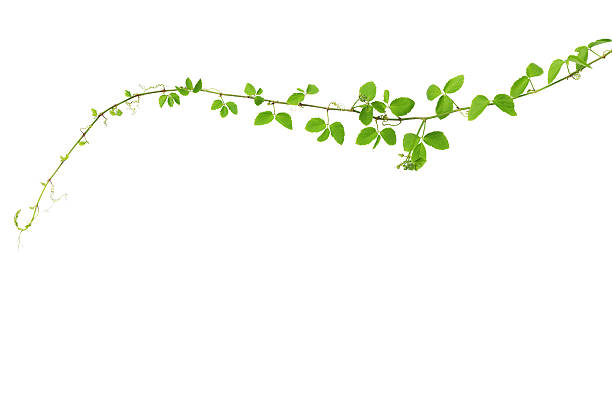 istock Wild climbing vine, Cayratia trifolia (Linn.) Domin. isolated on 536902808
