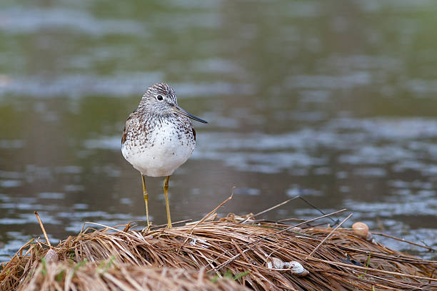 istock Greenshank sits on edge of pond 536903526
