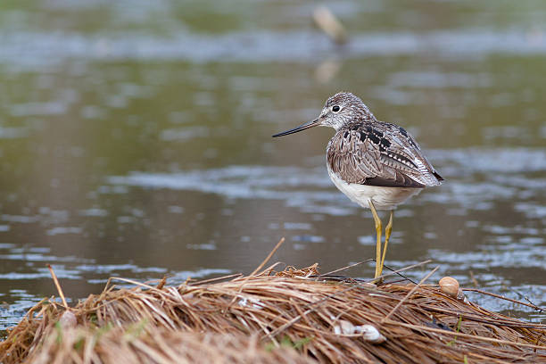 istock Greenshank sits on edge of pond 536904216