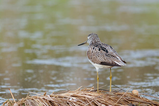 istock Greenshank sits on edge of pond 536909856