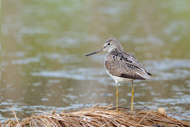 istock Greenshank sits on edge of pond 536910322