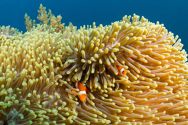 istock Clownfish in an anemone 536917485