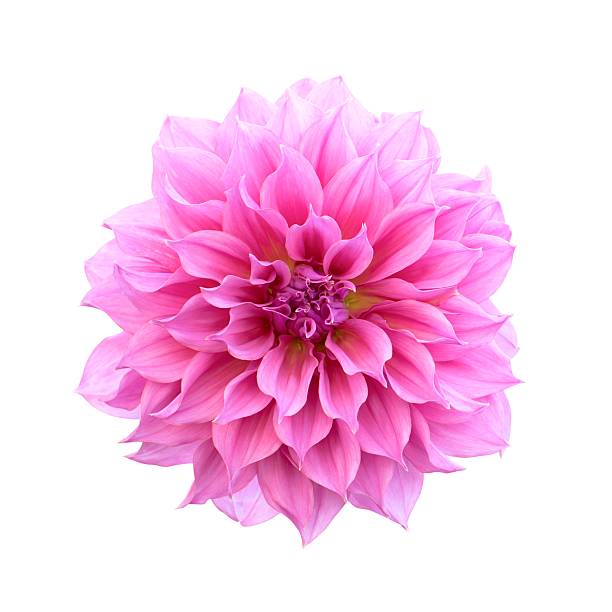 istock Pink Dahlia Isolated 536918493
