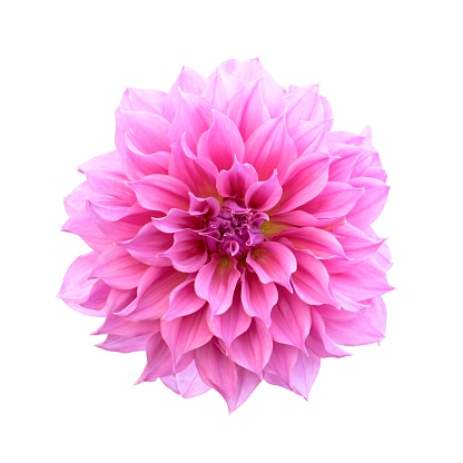 Pink Dahlia Isolated