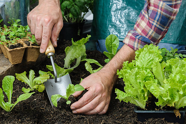 Farmer planting young seedlings Farmer planting young seedlings of lettuce salad in the vegetable garden vegetable seeds stock pictures, royalty-free photos & images