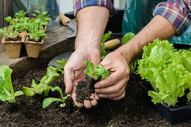 istock Farmer planting young seedlings 536919095