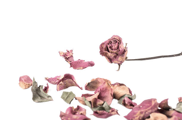 istock faded dead rose bouquet isolated against a white background 536919347