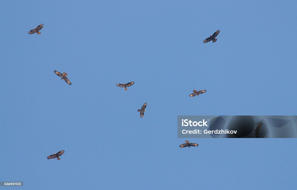 Flock of Honey-nuzzard Flock of Honey-Buzzard 2015 Stock Photo