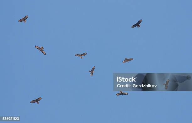 Flock Of Honeynuzzard Stock Photo - Download Image Now - 2015, Africa, Animal