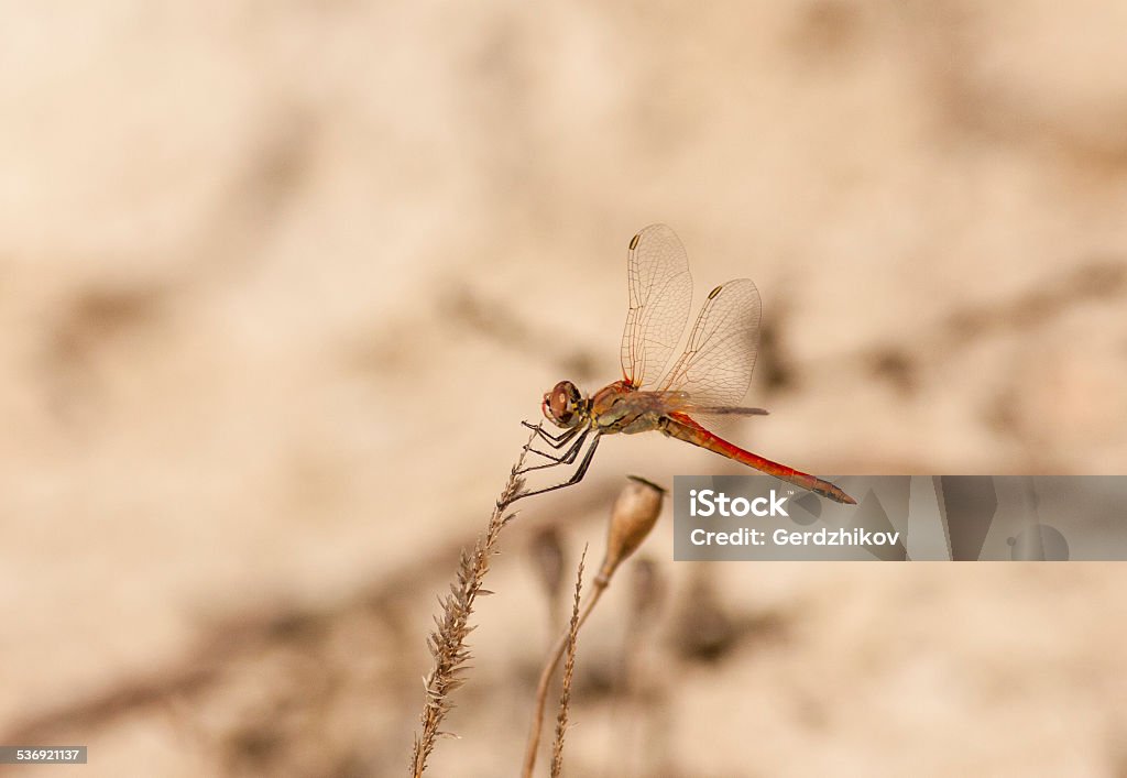 Red dragonfly in nature Red dragonfly 2015 Stock Photo