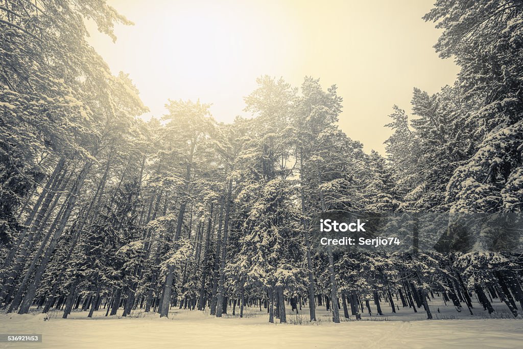 Winter forest. Sun between the clouds above the cold winter forest.  Christmas Stock Photo
