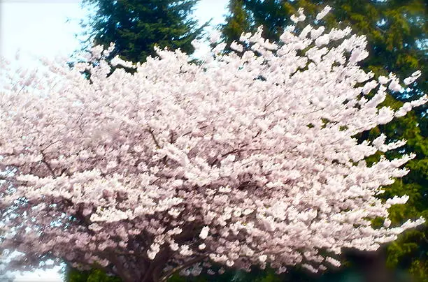 Photo of Spring Cherry Tree