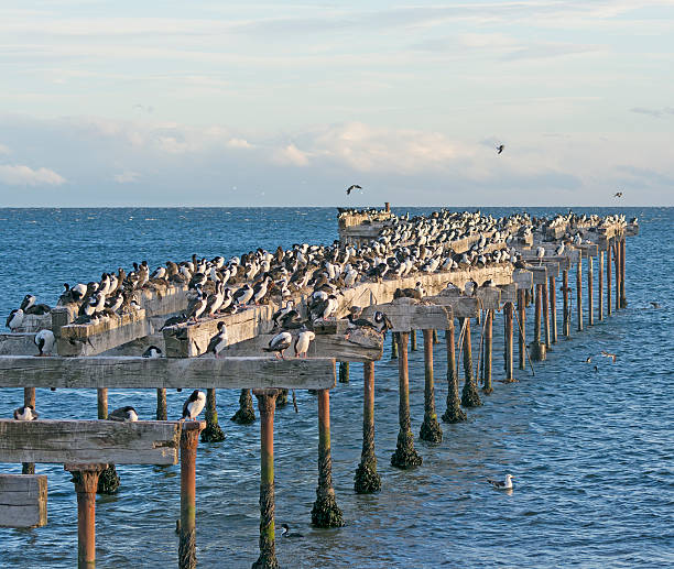 istock Abondoned Pier Inhabited by Cormorants 536923051