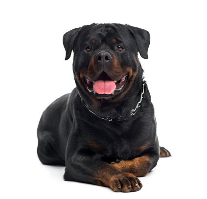 Rottweiler (3 years old)