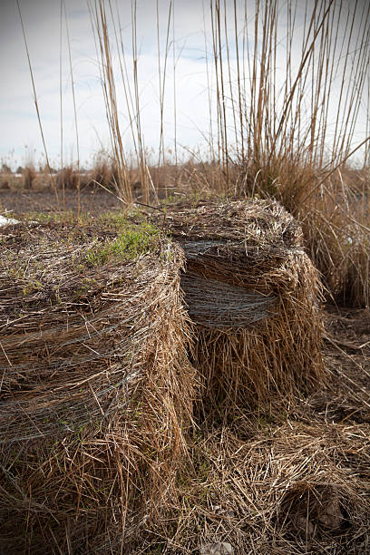 istock Bales of straw 536923315